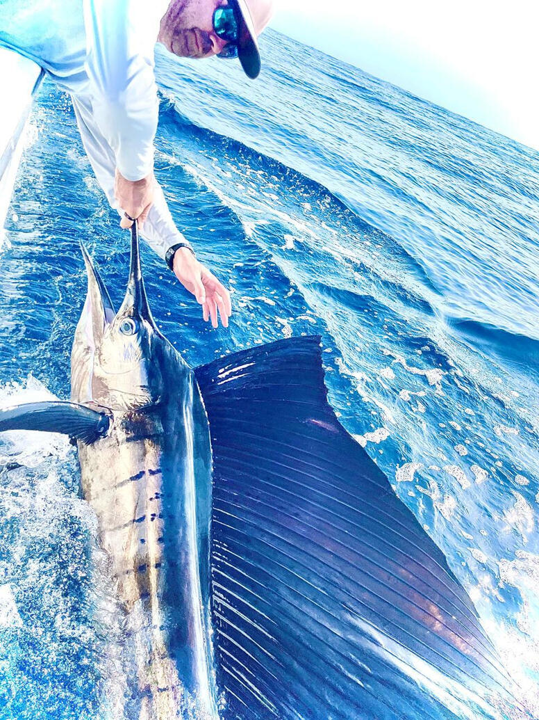 Sailfish